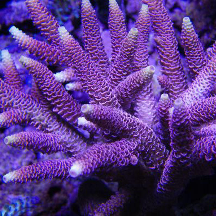7 coral purple 7 150